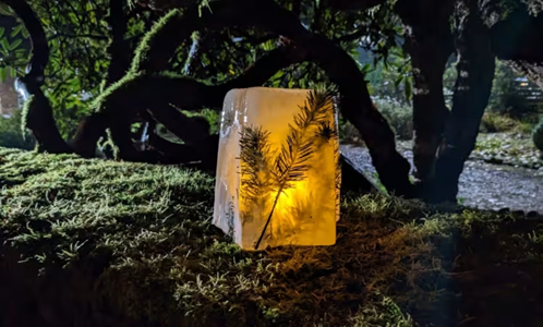 winter glow lakewold